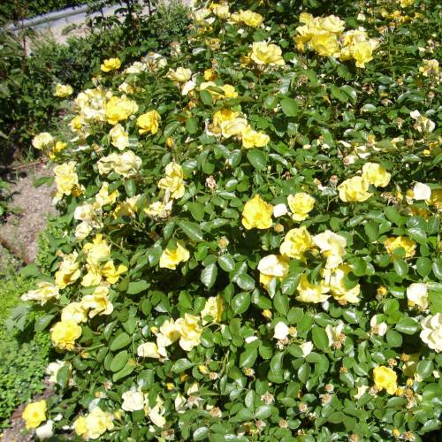 Rosier 'Golden Nugget'