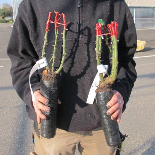 Rosier 'Golden Nugget'