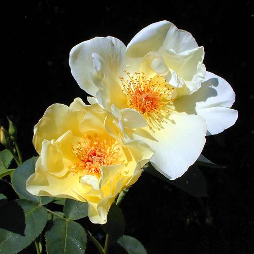 Rosier 'Golden Wings'