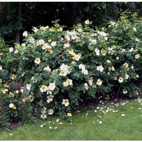 Rosier 'Golden Wings'