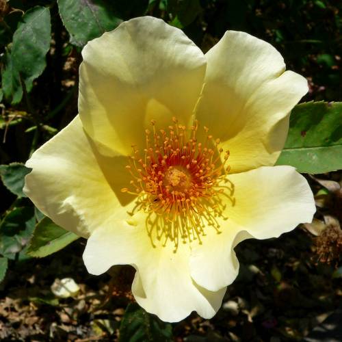 Rosier 'Golden Wings'