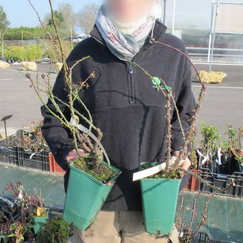 Rosier 'Golden Wings'