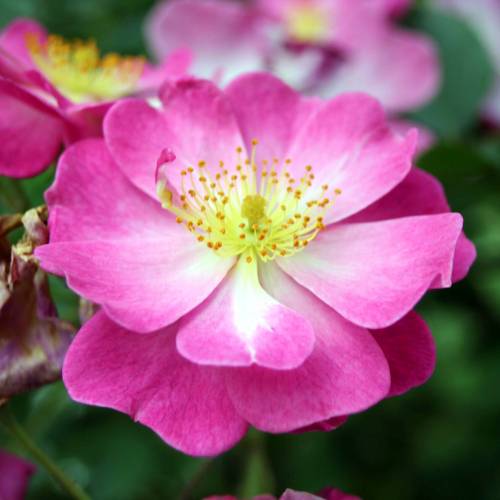 Rosier 'Lavender Dream'