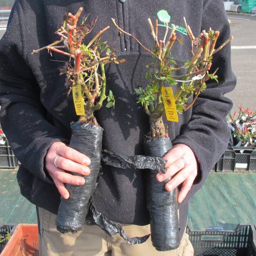 Rosier 'Lavender Dream'