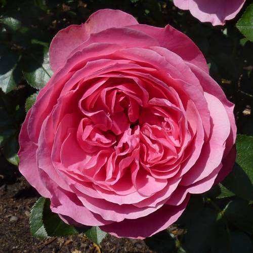 Rosier 'Lonard de Vinci'