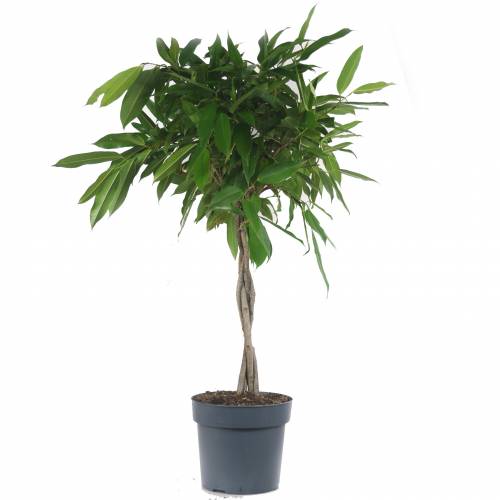 Ficus sabre