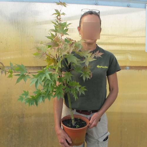 Erable du Japon 'Osakazuki'