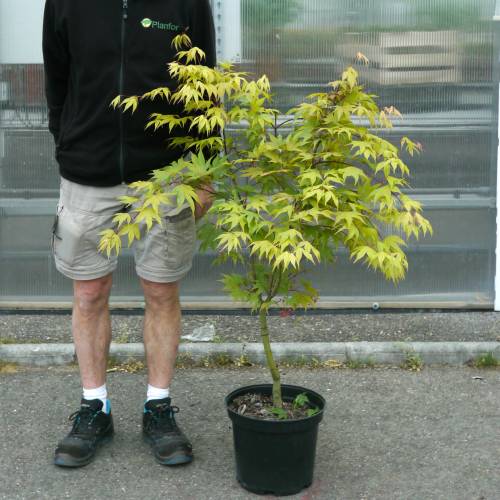 Erable du Japon 'Osakazuki'