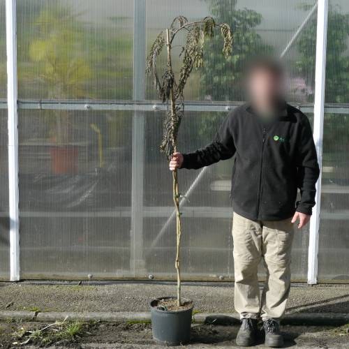 Albizia pleureur 'Chocolate Fountain'