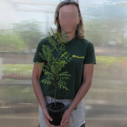 Xanthoceras  feuilles de sorbier