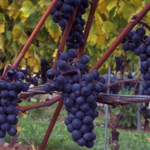 Vigne de table  raisins bleus