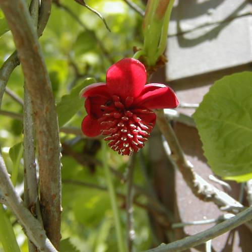 Schisandra  fleurs rouges