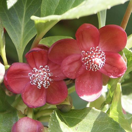 Schisandra  fleurs rouges