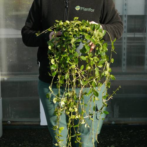 Petite Pervenche bleue