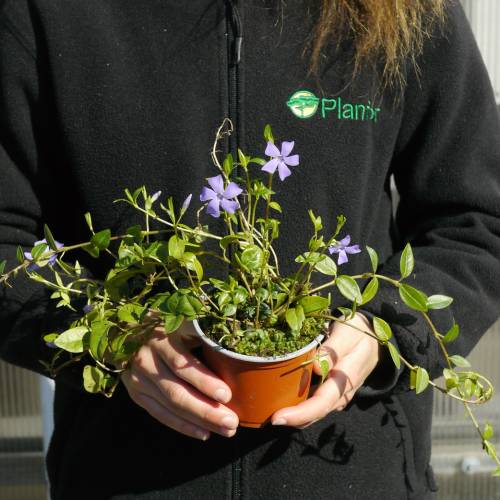 Petite Pervenche bleue