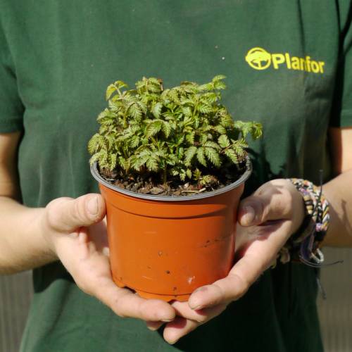 Framboisier fraise japonais