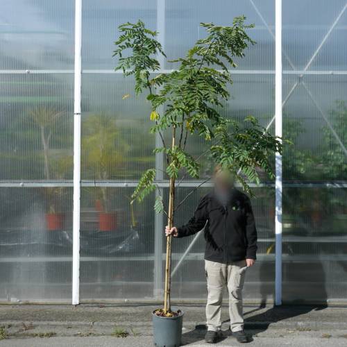 Acacia, Robinier faux-acacia 'Casque rouge'