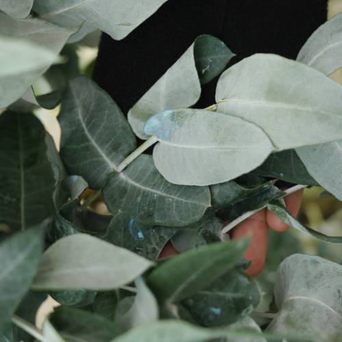 Eucalyptus globuleux, Gommier bleu