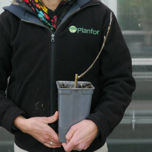 Cerisier Griotte de Montmorency