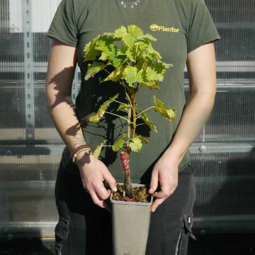 Vigne de table noir 'Muscat de Hambourg'