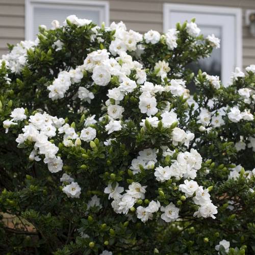 Gardenia 'Crown Jewel'