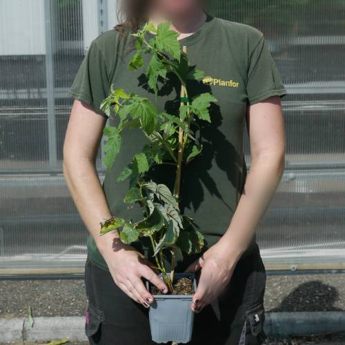 Framboisier jaune nain