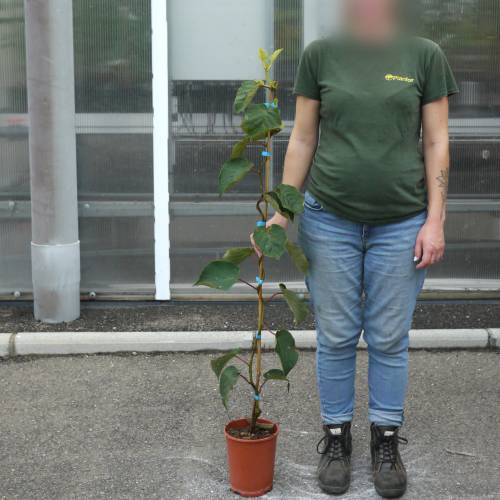 Kiwi jaune  coeur rouge