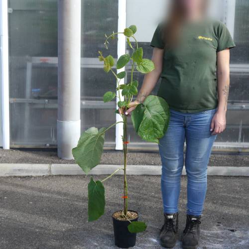 Kiwi jaune  coeur rouge