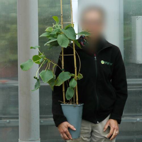 Kiwi jaune  coeur rouge