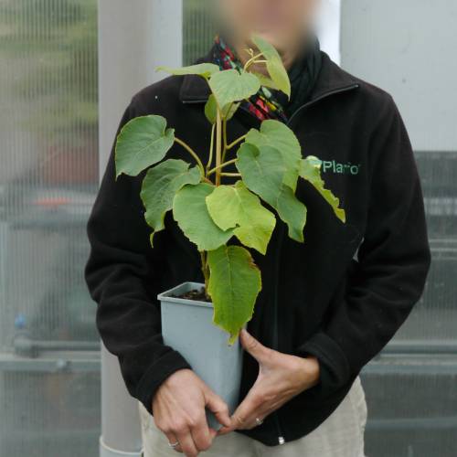 Kiwi jaune  coeur rouge