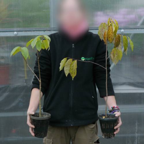 Kaki lotus ou Plaqueminier lotier