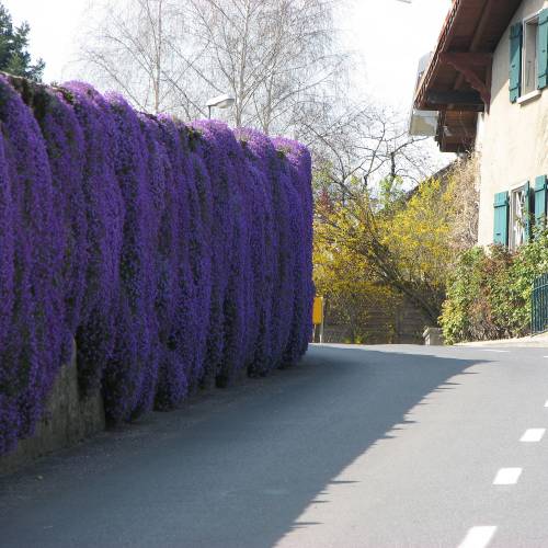 Campanule des murs Bleue