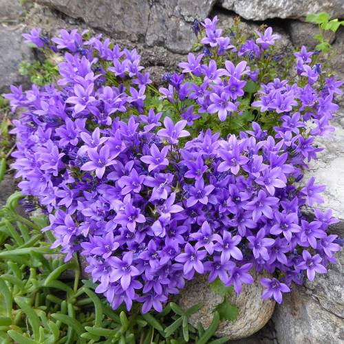 Campanule des murs Bleue