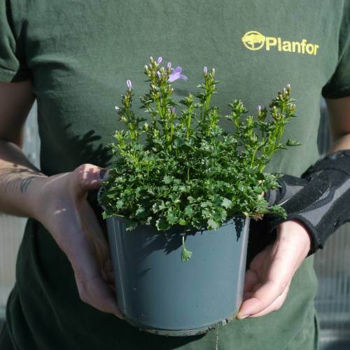 Campanule des murs Bleue