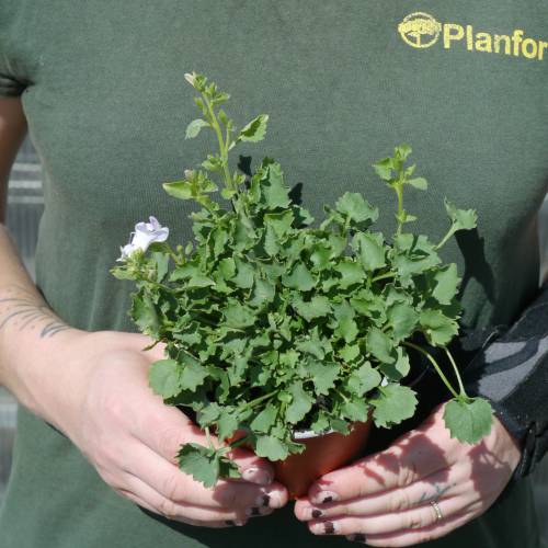 Campanule des murets Blanche