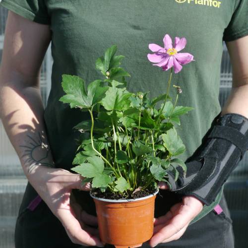 Anmone du Japon rose fonc