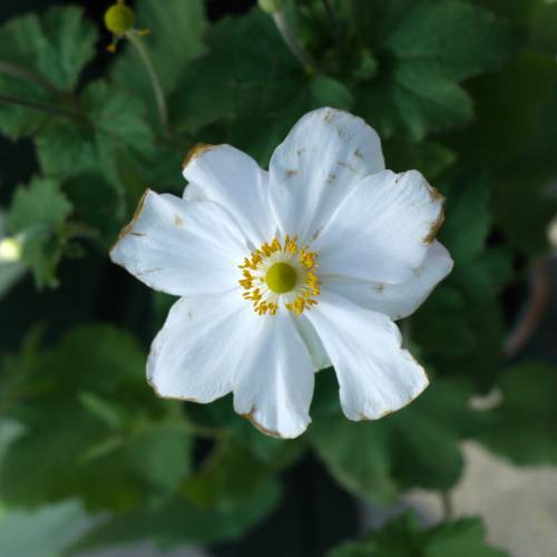 Anmone du Japon blanche