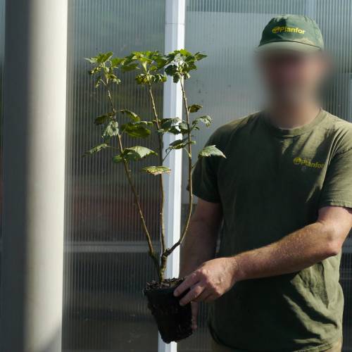 Cassissier blanc autofertile