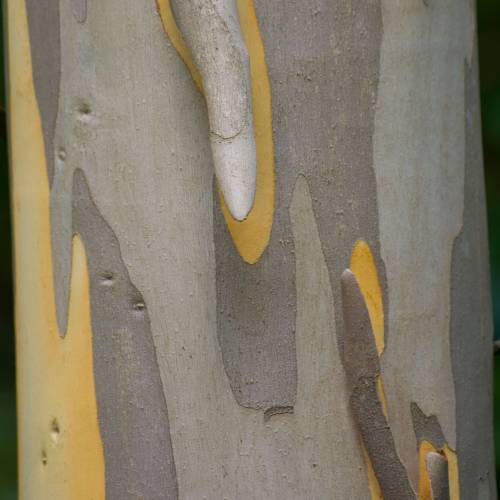 Eucalyptus nitens, Gommier brillant
