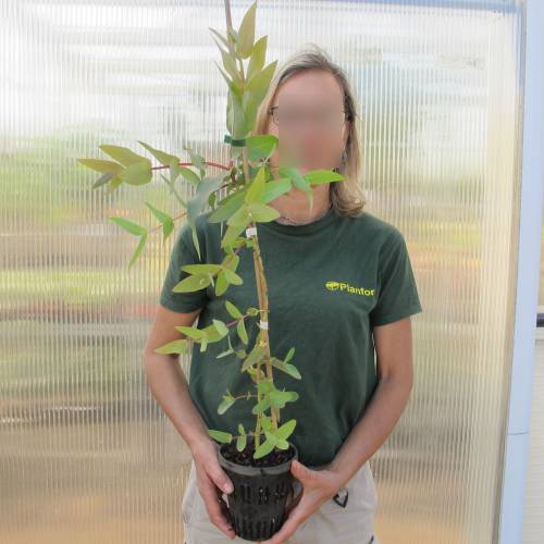 Eucalyptus nitens, Gommier brillant