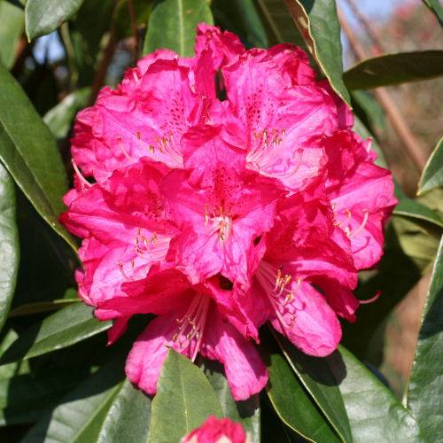 Rhododendron rose 'Fenbeyum'