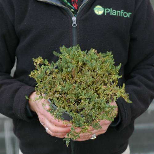 Frank�nie lisse, Bruy�re maritime