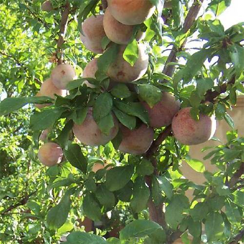 Abricot-Prune Pluot 'Dapple Dandy'