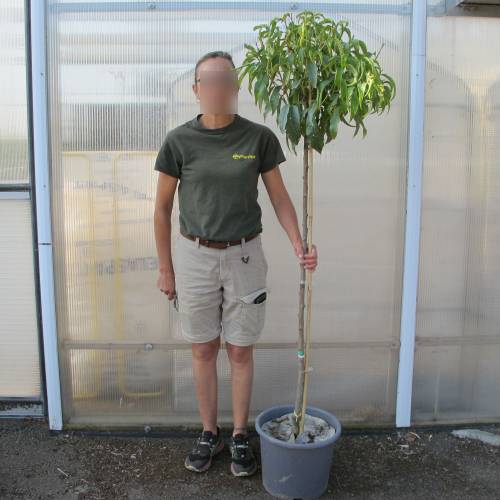 Nectarinier  nectarine plate jaune