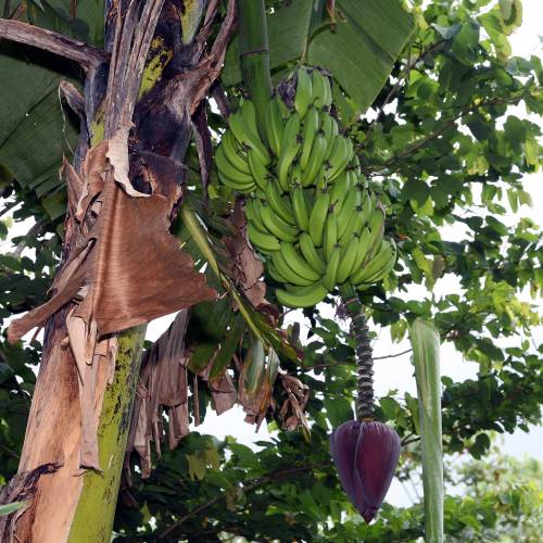 Bananier nain  fruits
