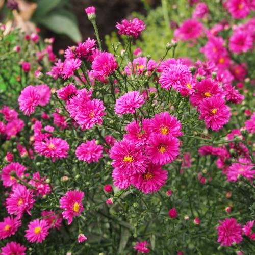 Aster dautomne rouge