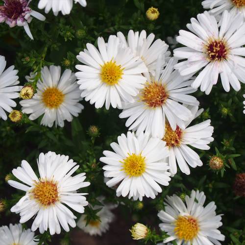 Aster dautomne blanc