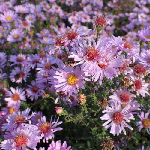 Aster dautomne rose