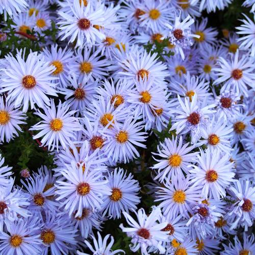 Aster d'automne bleu