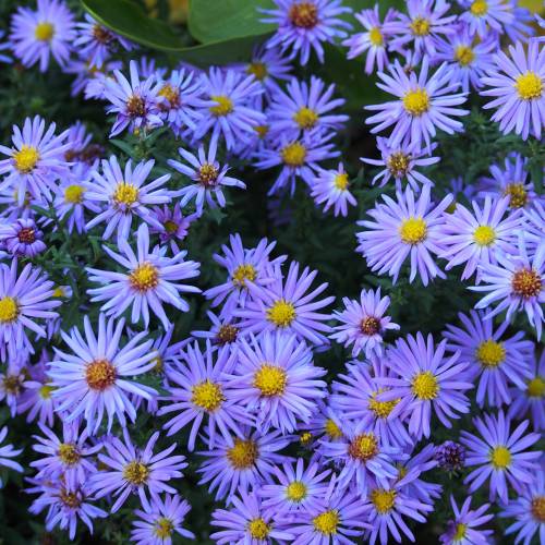 Aster d'automne bleu